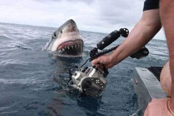 #OceanWonder – Great White Shark Captured On Camera