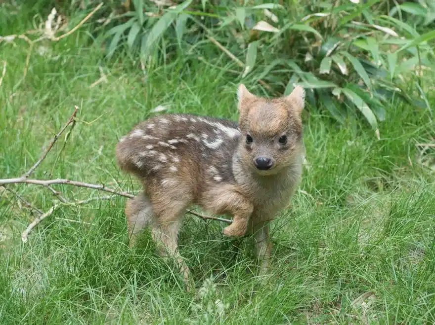 #TinyCuteCreature – The Smallest Deer Of The World