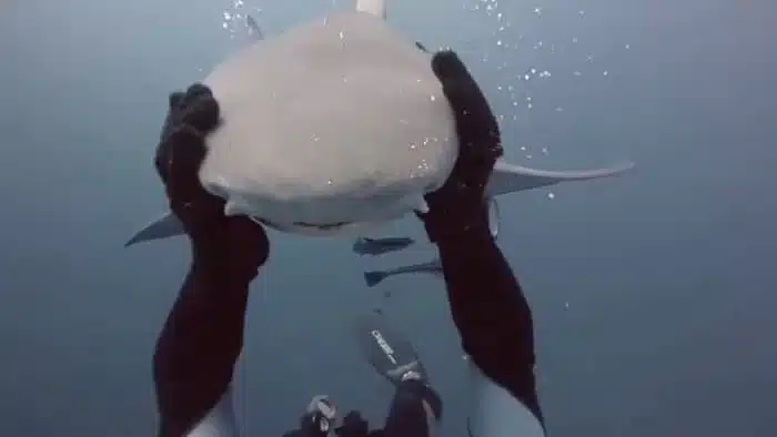 Shark Swims To Diver To Get Cuddles Each Time she see him