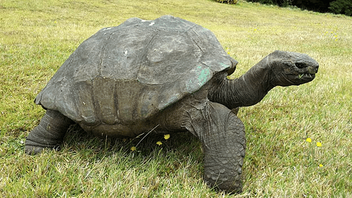 JONATHAN IS PROBABLY OLDEST AND LONGEST LIVING TORTOISE ALIVE