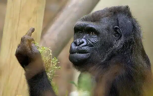 Gorilla Shows Middle Finger