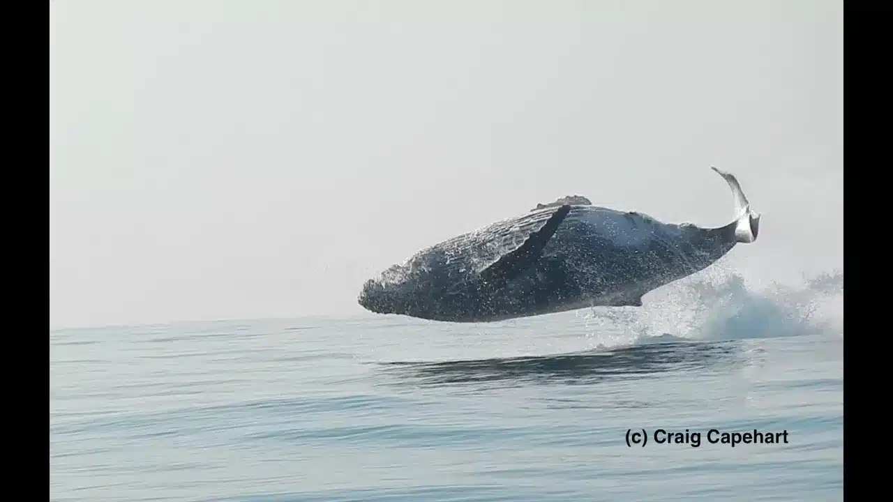 40-ton whale jumping out of water
