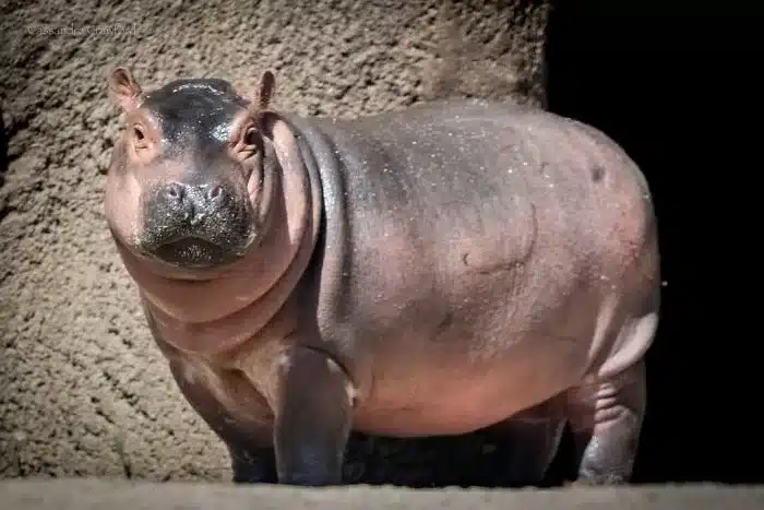 Baby Hippo Fiona Playing in water Its Awesome