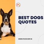 Best dogs quotes